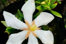 栀子花苗的培育技巧（栀子花苗的种植方法及注意事项）