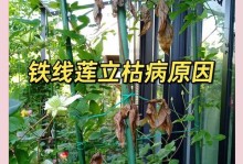 秋天铁线莲叶子边缘干枯的处理方法（教你如何保护铁线莲，让秋天更美丽）