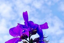 冬季野牡丹养护秘籍（打造绚丽冬季花海，让野牡丹在寒冷中绽放魅力）