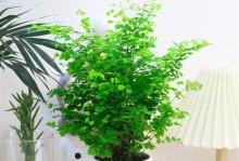 以铁线草土栽培的养殖技巧（打造绿意盎然的庭院景观之铁线草养殖指南）
