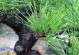 沙松是否属于裸子植物？（探究沙松的生物分类及特征）