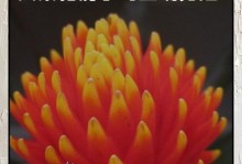开花期如何科学浇水（掌握关键诀窍，让花儿绽放无忧）