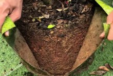 迷茫春天茶花的养护指南（打造健康茶花园，让迷茫春天茶花盛放绽放）