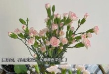 康乃馨的夏季养护方法（打造美丽的夏日花园）