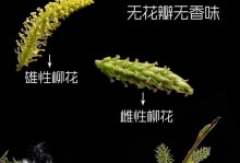 柳树是常绿植物吗？——探秘柳树的绿色奥秘