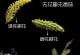 柳树是常绿植物吗？——探秘柳树的绿色奥秘