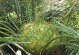 打造绿意盎然的家园——如何种植带跟的铁树球（栽培技巧、养护要点及繁殖方法）
