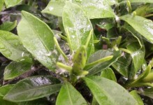 梅花树叶生虫的原因及应对方法（保护梅花树叶免受害虫侵害的关键技巧）