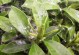 梅花树叶生虫的原因及应对方法（保护梅花树叶免受害虫侵害的关键技巧）