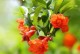 石榴花（花语、形态和特点）