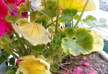 以大岩桐烂茎为主题的处理方法（保护植物健康，拯救大岩桐烂茎问题）