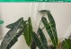 如何成功养殖海芋（掌握关键技巧，打造繁花似锦的海芋花园）