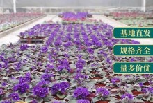 盆栽紫罗兰的种植与养护（打造家中美丽花园，盆栽紫罗兰新手指南）