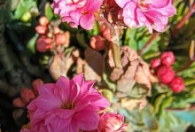 花叶子不长，如何解决？（探索花卉生长的原因及对策）