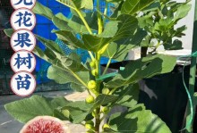 无花果栽培指南——新鲜无花果如何养护（全面解析无花果栽培技巧，让您的新鲜无花果茁壮成长）