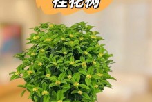 怎样养护才能让你的桂花树茁壮成长？（从栽种到养护全方位指南，桂花树养护注意事项）