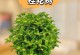 怎样养护才能让你的桂花树茁壮成长？（从栽种到养护全方位指南，桂花树养护注意事项）