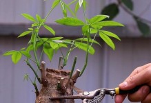 招财树太高了怎么招财修剪（招财树修剪技巧与注意事项）