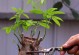 招财树太高了怎么招财修剪（招财树修剪技巧与注意事项）