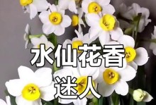 水仙花是否有香味？（探究水仙花的芳香奥秘，带你了解水仙花的香味成分及其用途）