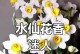 水仙花是否有香味？（探究水仙花的芳香奥秘，带你了解水仙花的香味成分及其用途）