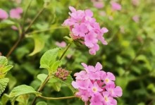 以马缨草养护指南（打造美丽花园的秘密武器）