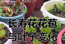 长寿花露天养殖指南（室外养殖的技巧和注意事项）