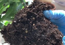红花根长满的换盆技巧（了解关键时机与正确方法，让红花焕发新生机）