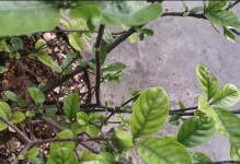 栀子花再次绽放（重新开放的关键）