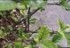 栀子花再次绽放（重新开放的关键）