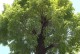 国槐生长环境条件及特点（探究国槐的适应性及生长习性）
