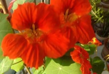 以旱莲花怎么繁殖（简单方法分享｜旱莲花繁殖）