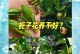 水培栀子花施肥技巧（科学施肥，打造健康栀子花）