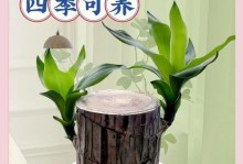 以巴西木水培生根不长叶的原因及解决方法（探究以巴西木水培生根不长叶的原因，提供有效解决方法）