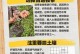 以光棍树烂根怎么扦插（实用技巧和步骤，成功种植光棍树烂根的方法）