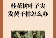 冬季黄杨叶子枯黄原因及处理方法（探究黄杨叶子枯黄的原因，提供针对性解决方案）