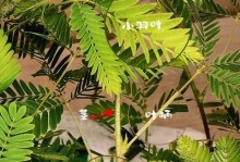 含羞草冬天为何掉叶子？（认识含羞草的生长周期与防治方法）