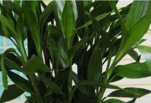 富贵竹水培与土培的优劣比较（园林植物如何选择种植方式）