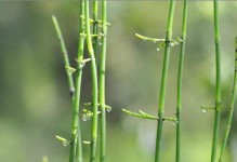 揭秘节节草（从形态到功效，一一解读）