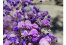 满天星花的种植技巧（让你的花园绽放满天星花海）
