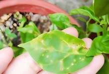 揭秘三角梅掉叶和黄叶之谜（为什么三角梅会频繁掉叶和变黄？解析其关键原因）