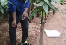 发财树的浇水频率（多久浇一次水？详细解答，让你的发财树更健康！）