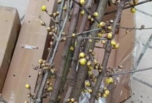 腊梅的开花规律（探讨腊梅开花和长叶的时间关系）