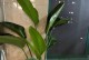 金玲花剪枝指南（学会正确的剪枝技巧，让金玲花焕发新生机）