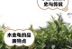 水金龟茶的全面解析（品鉴水金龟茶，感受清新味道）