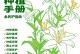 百合水培养殖方法详解（如何在家轻松种植百合？）
