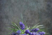 麝香花的养殖与护理技巧（探秘麝香花的生长环境与关键要素）