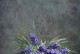 麝香花的养殖与护理技巧（探秘麝香花的生长环境与关键要素）