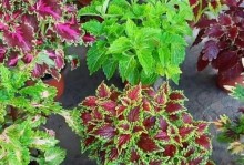 叶子花养护指南（打造绿意盎然的家居花园）