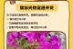 揭秘花朵不开花的原因（探索植物生长中的奥秘，解读花朵不开放的现象）
